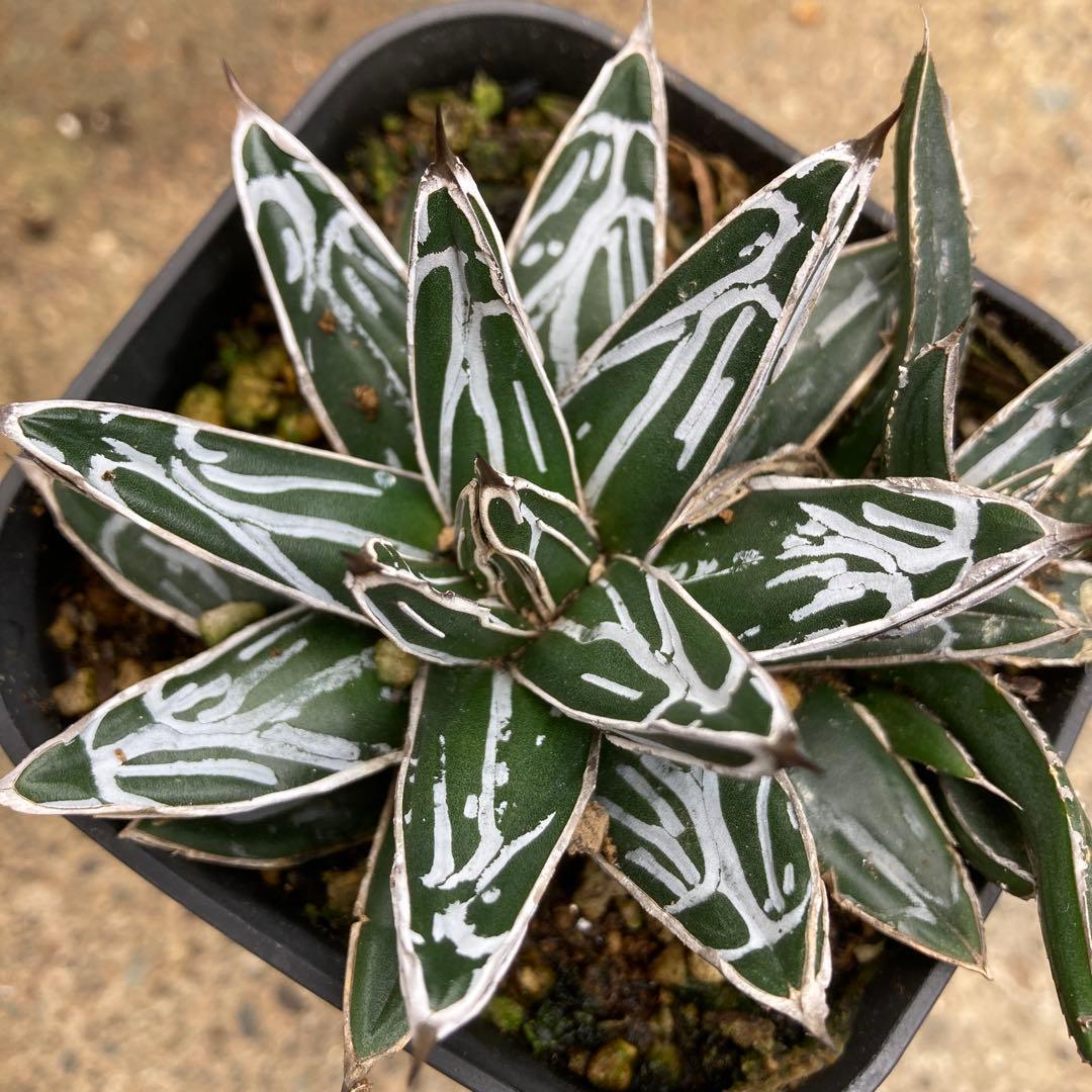 わ*︎様 アガベ　姫笹雪　良タイプカキ子