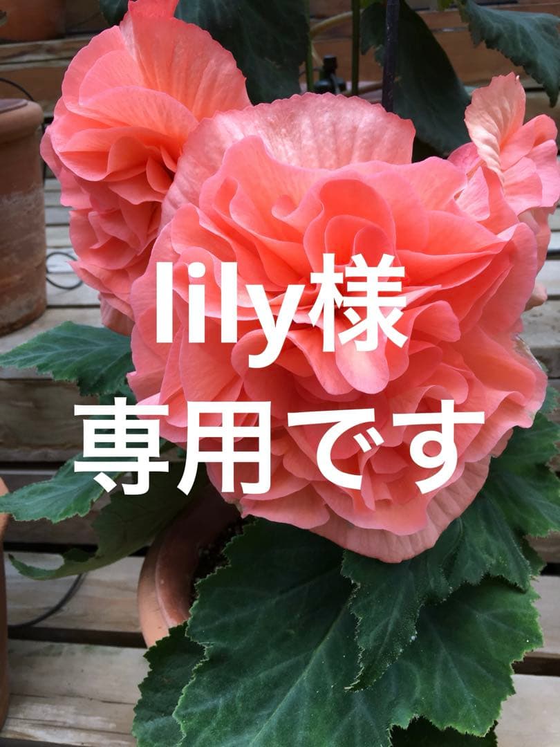 lilyです