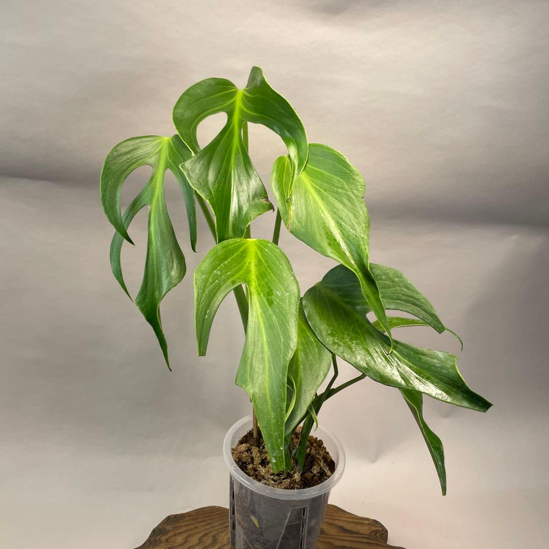 招*6様 a09モンステラ バールマルクスフレーム