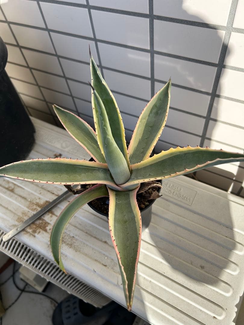 じぇむ カワサキから「Ninja ZX-25R SE」 NEWグラフィックが登場！2022年2月1