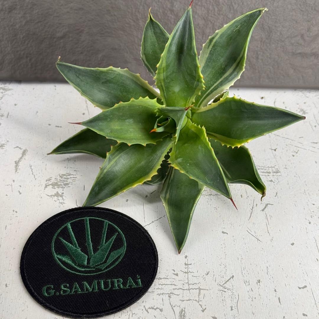 アガベ ハイブリッド ”リップル エフェクト×雷神”】SPECIAL/L12 - メルカリ