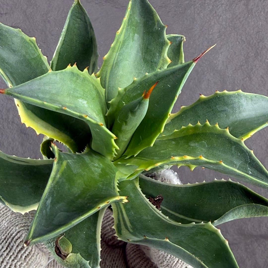 アガベ ハイブリッド ”リップル エフェクト×雷神”】SPECIAL/L12 - メルカリ