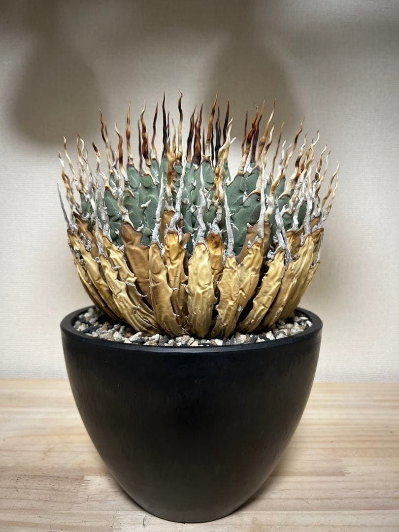 アガベユタエンシスエボリスピナ陽炎　子株付き