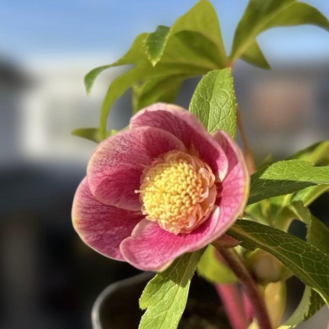 広瀬園芸　クリスマスローズ　開花株　匿名発送 ピンクオーレアセミダブル　小輪