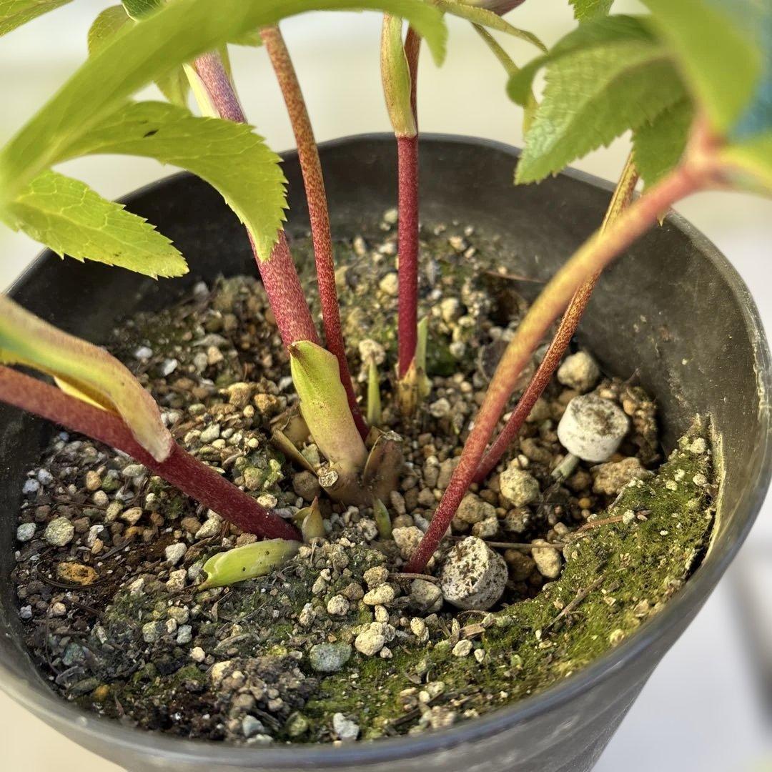 広瀬園芸 クリスマスローズ 開花株 匿名発送 ピンクオーレアセミダブル