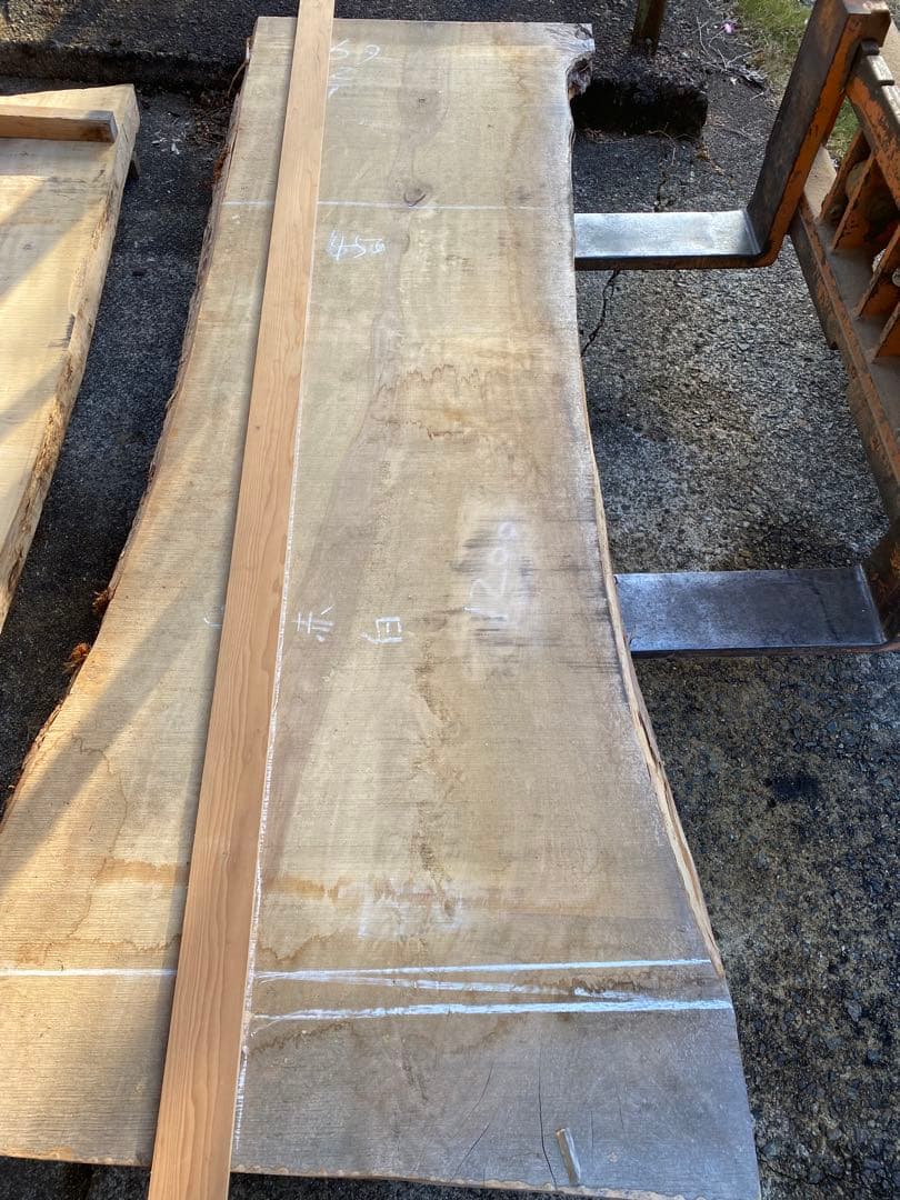 ひまわり様お問い合わせ商品 ヒマワリ ビンセント(R) (2型) クリアオレンジ DMR｜種（タネ）,球根