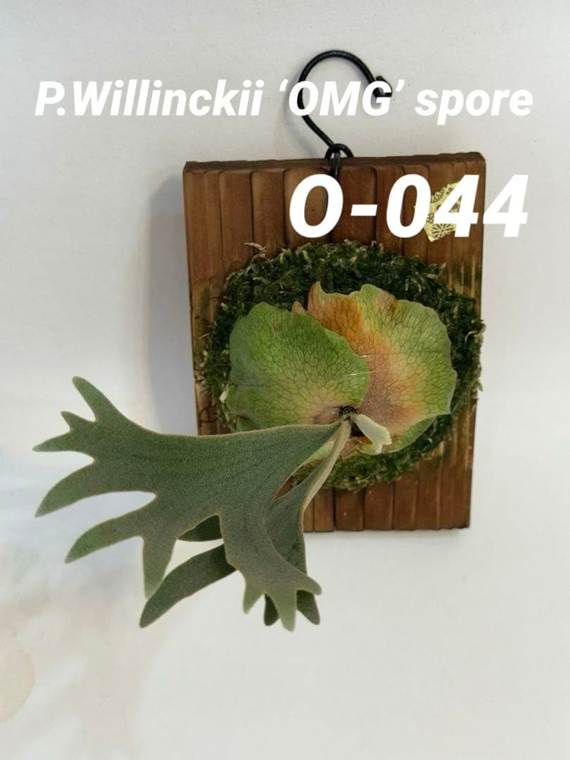 ◇ P.Willinckii 'OMG' spore（O-044） - メルカリ