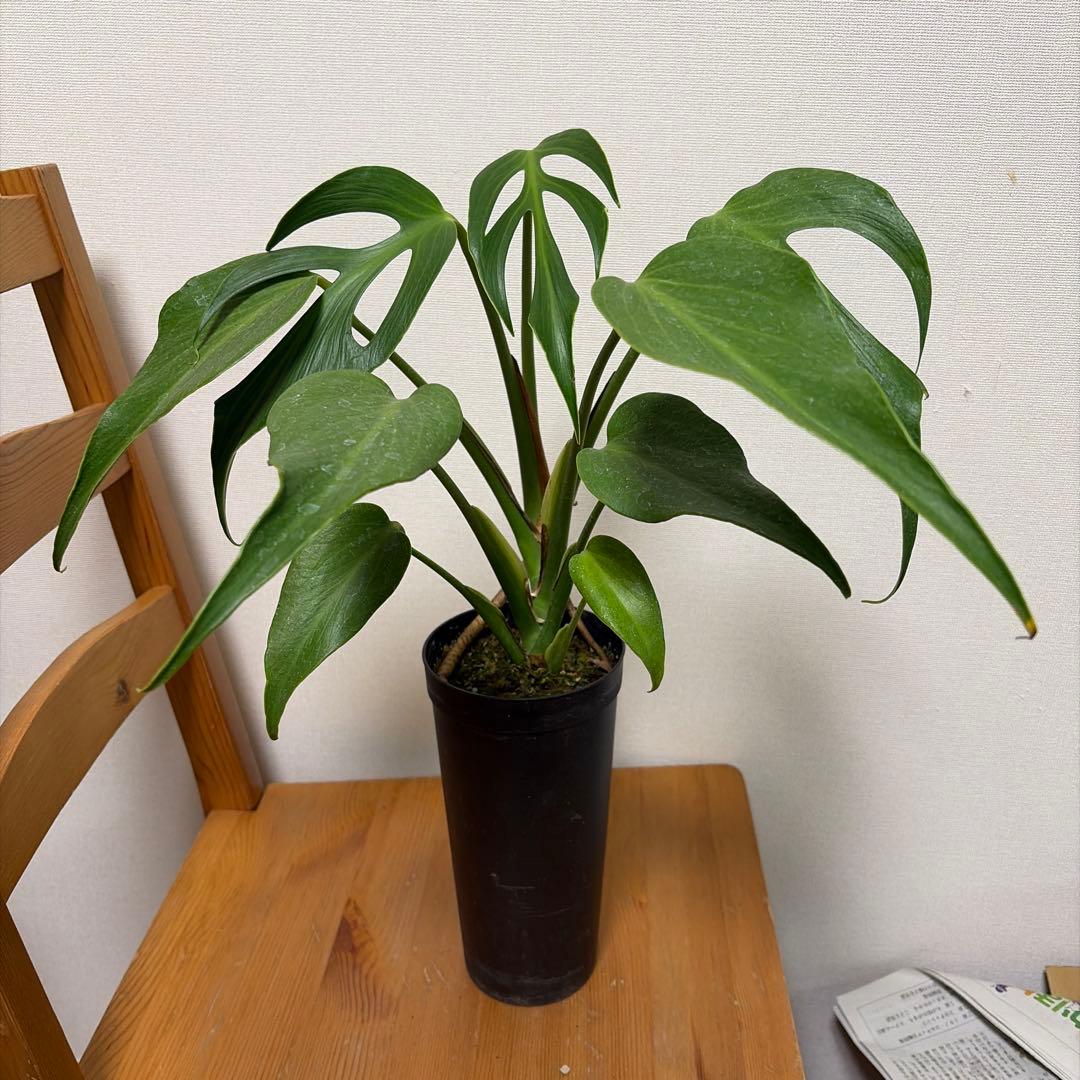 ＊モンステラ　バールマルクスフレーム　4号＊ 現品お届け】モンステラ ディラセラータ バールマルクス フレーム