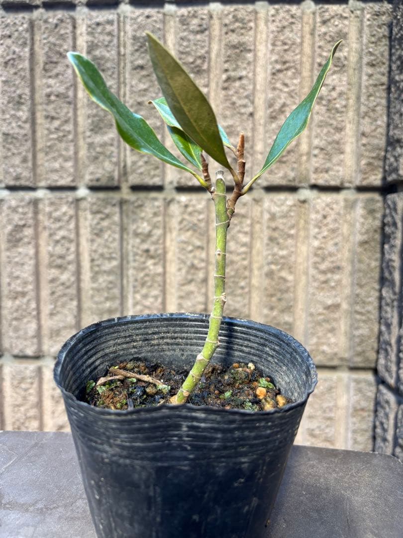 G*n様 タイサンボク　リトルジェム　3.5号ポット苗