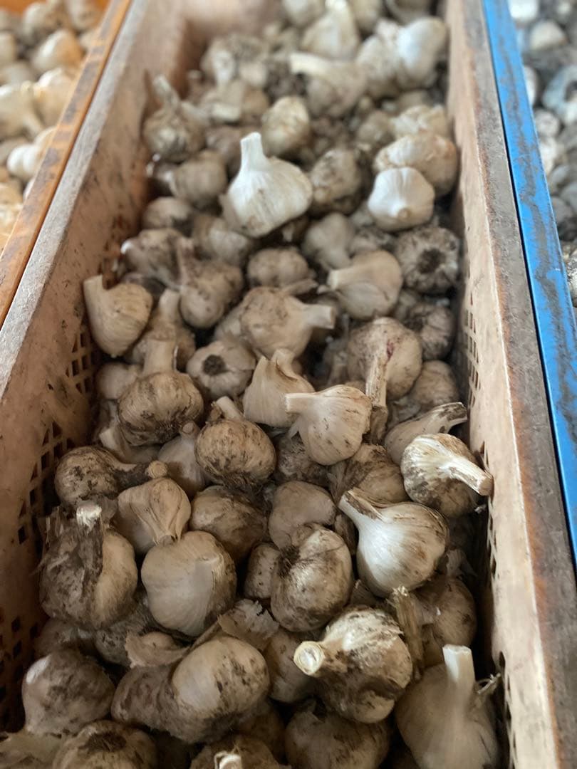 青森にんにく　Lサイズ 10キロ 楽天市場】青森にんにく 訳あり Lサイズ 1kg～10kg 国産 福地ホワイト