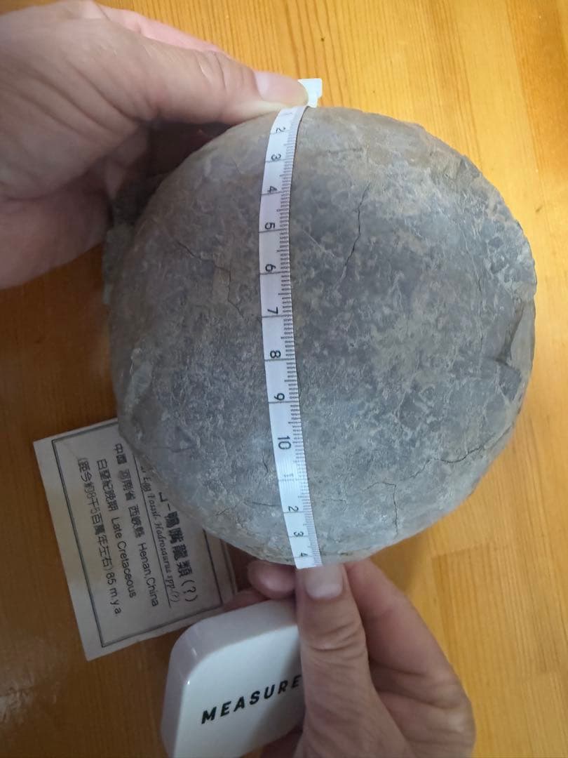 化石 恐竜卵ハドロサウルス 推定