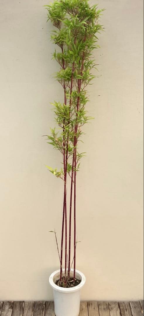 竹　シュチク　朱竹 園芸ネット本店｜チゴカンチク（ベニカンチク・紅寒竹・朱竹）セラ