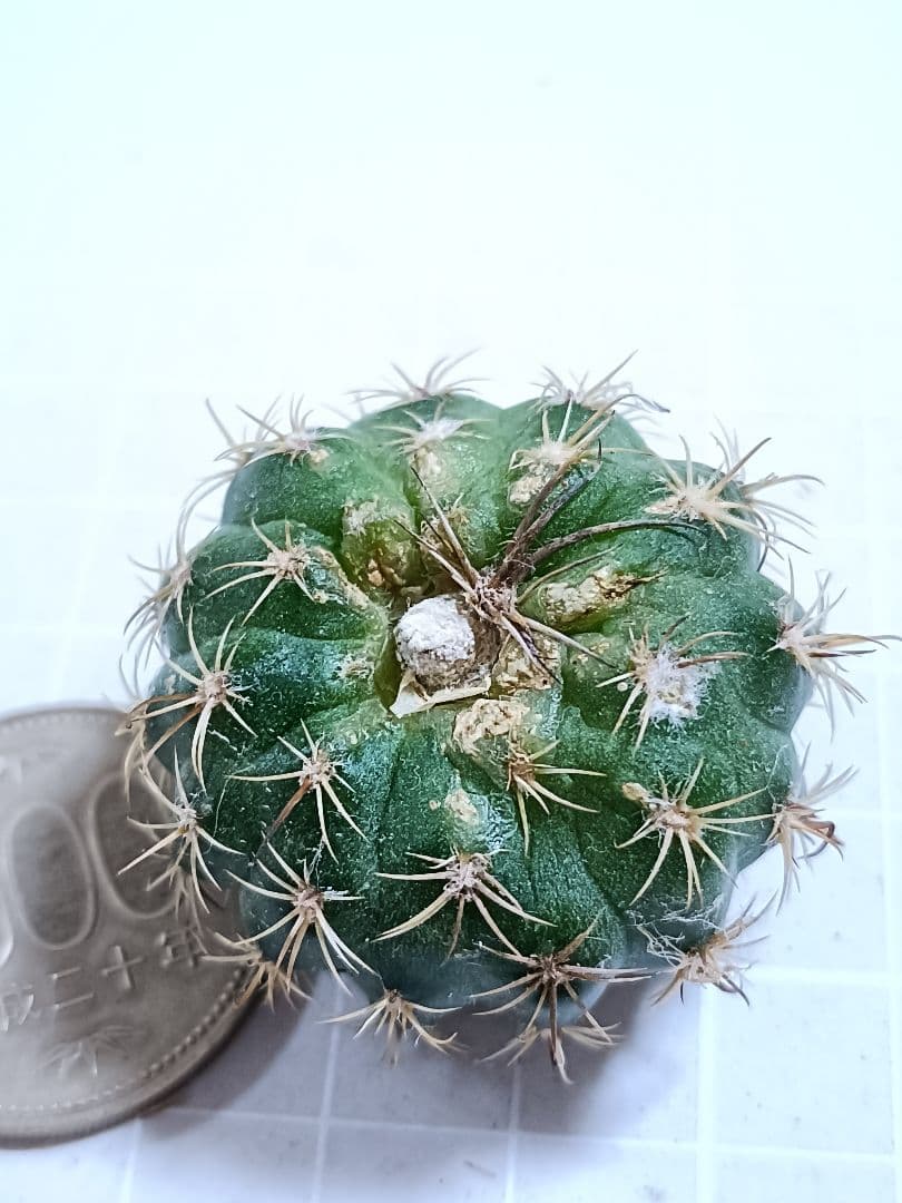 93-黄金ロータス 花サボテン ロビビア属 複色咲き カキコ開花見込み