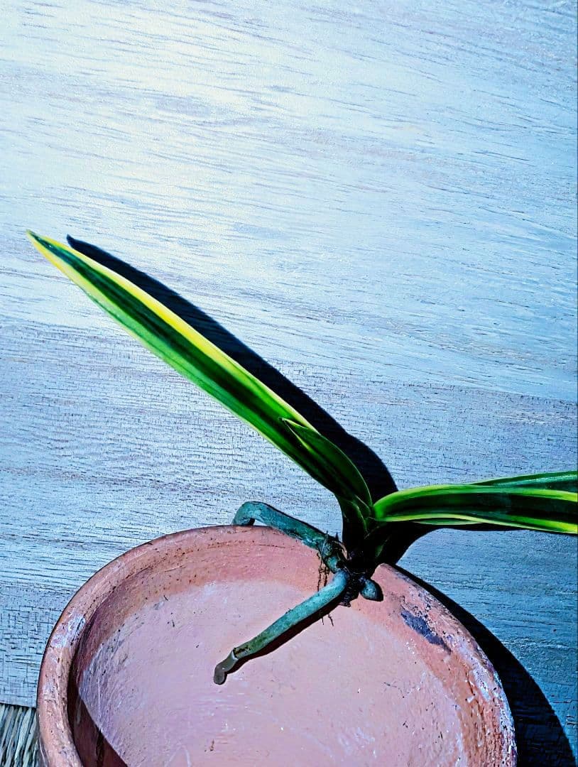 迎春】富貴蘭 湖東錦