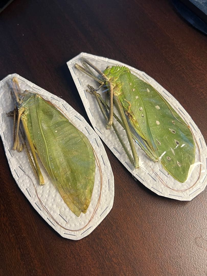 世界最大級のキリギリスマレーオオコノハギスペア標本