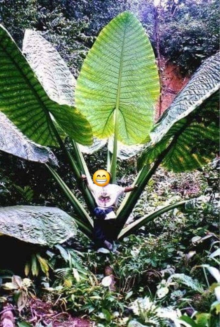 原種　世界最大　アロカシア　ロブスタ　サトイモ科　アロイド　パルダリウム　⑤