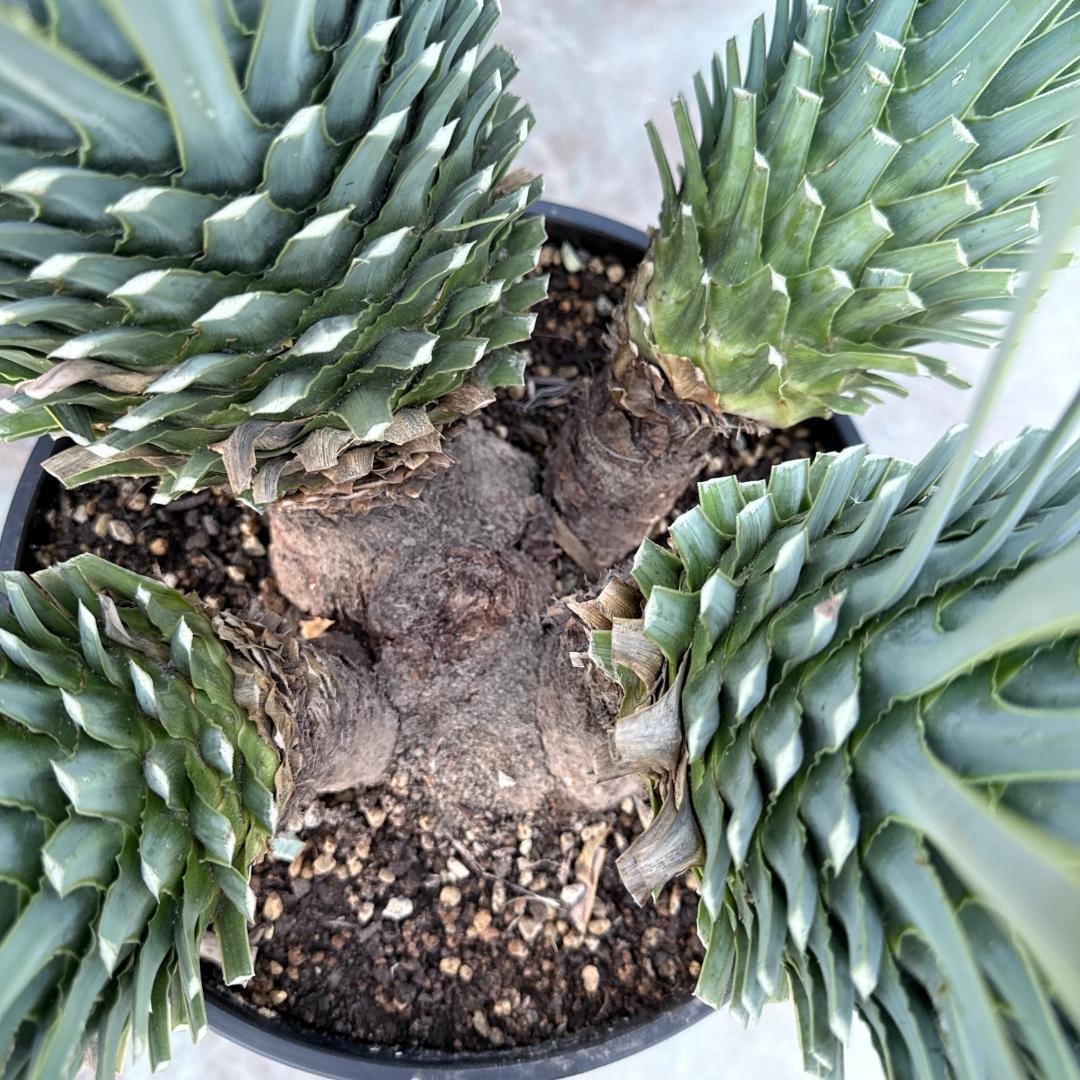 AL1194】ユッカ ロストラータ 超希少4分頭株 - メルカリ