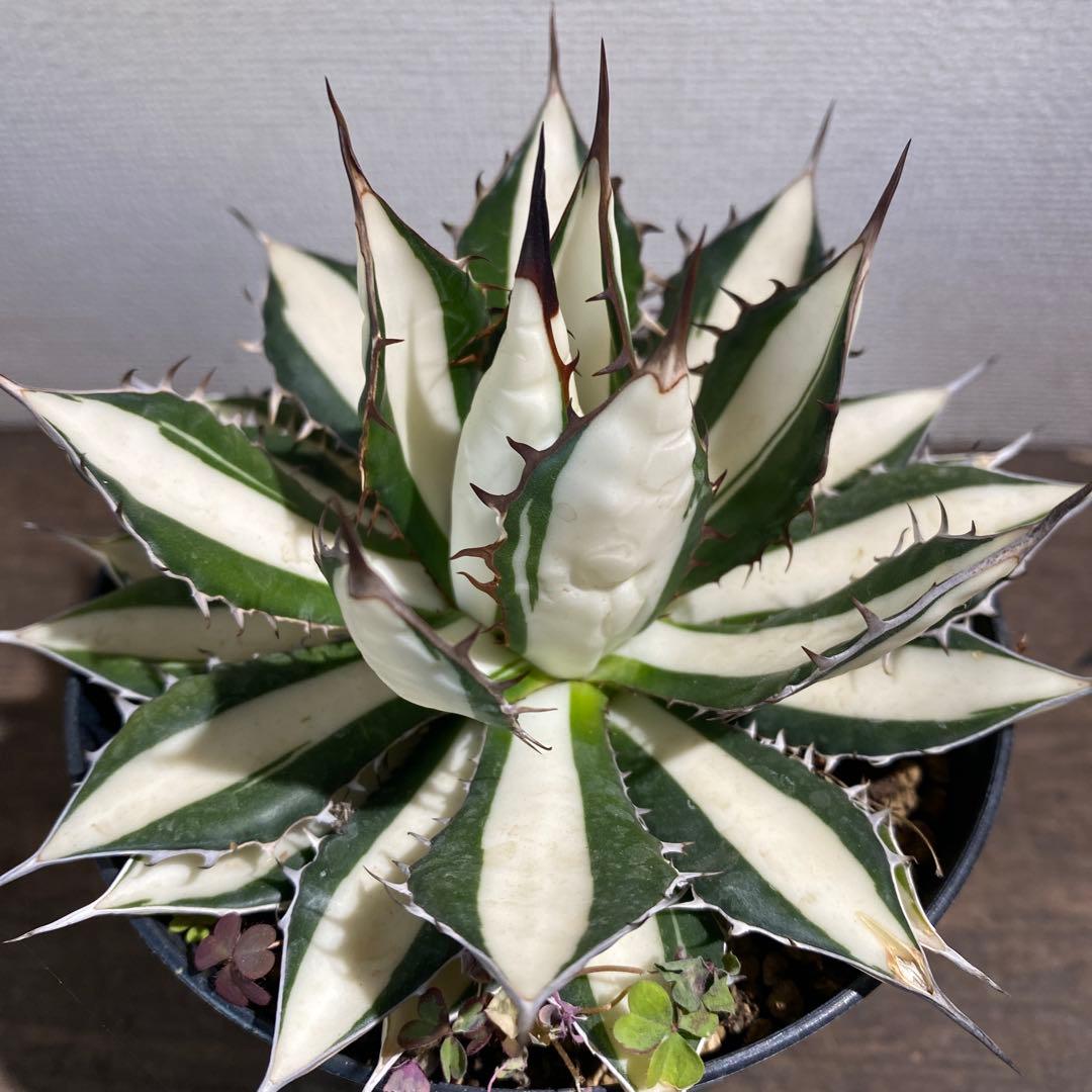 アガベ　ホリダ白中斑入　極上　初売2