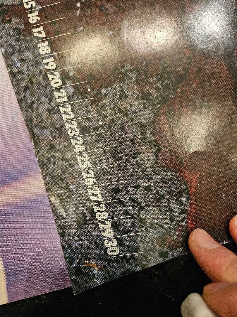 アグネス・ラム ポスター 当時物 グラビア アイドル バドワイザー 昭和