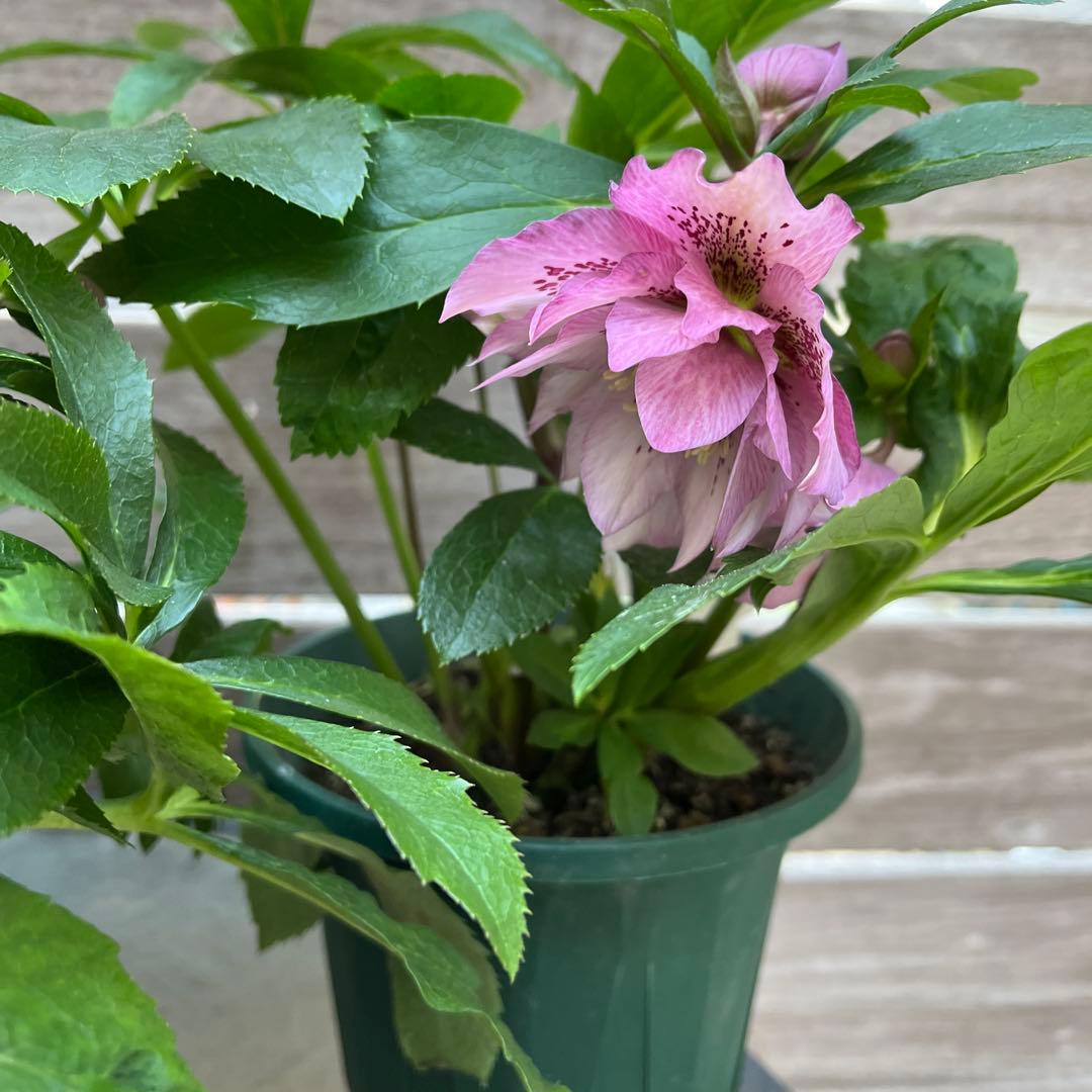 クリスマスローズ 八重咲き ダブル エレン 5号 3鉢セット 蕾多数 現物 B