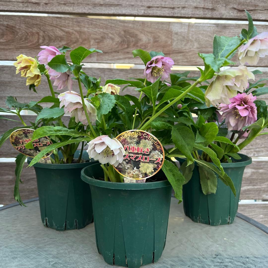 クリスマスローズ 八重咲き ダブル エレン 5号 3鉢セット 蕾多数 現物 B
