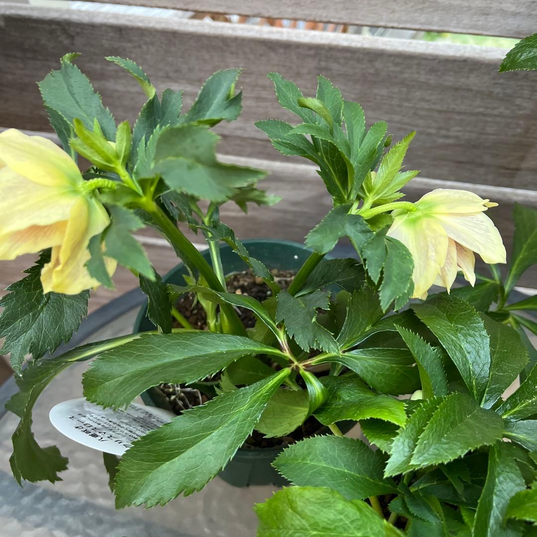 クリスマスローズ 八重咲き ダブル エレン 5号 3鉢セット 蕾多数 現物 B