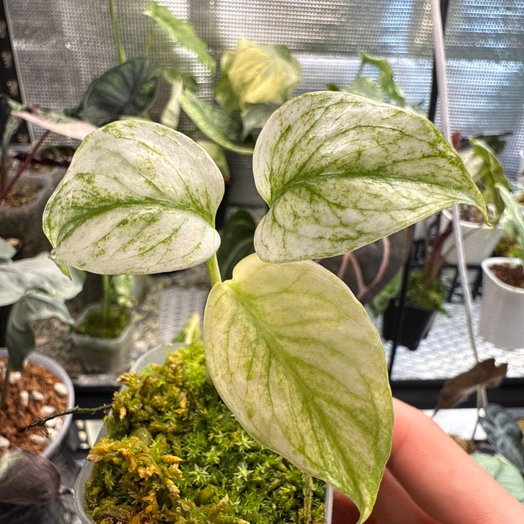 我*成様 極上 モンステラ デリシオーサ ミント モンステラ・デリシオーサ 'サイアムミント' 成長記録・育て方