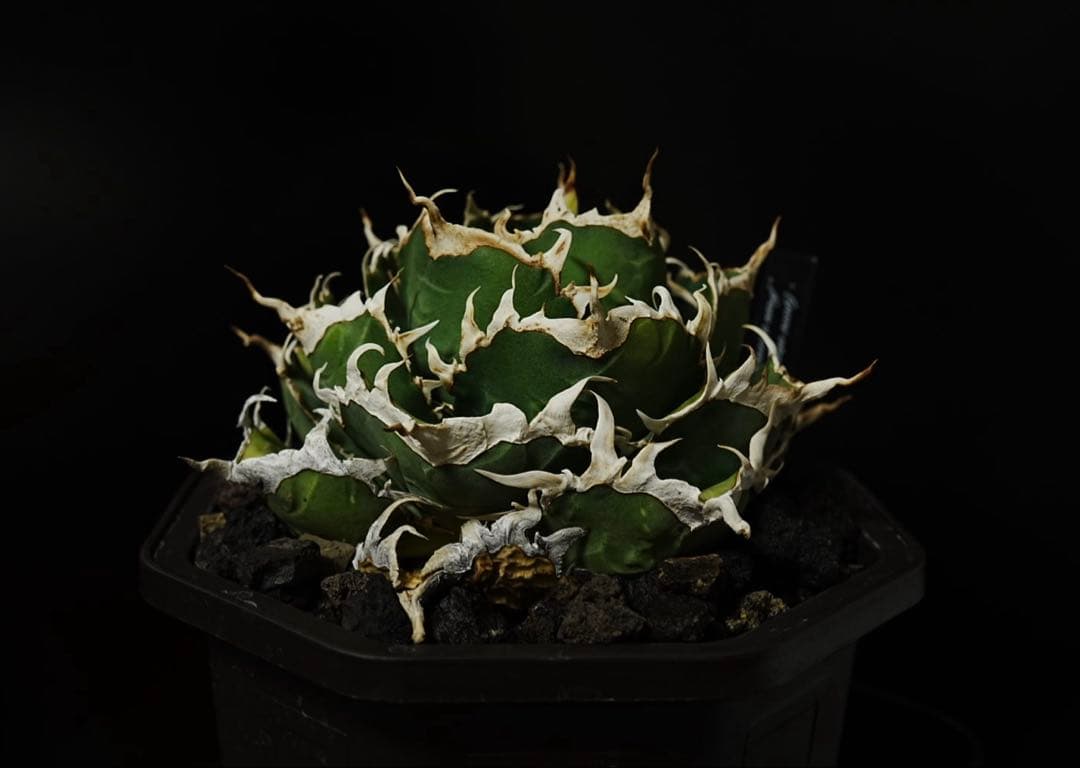 アガベ オアハカ オテロイ チタノタ 現地球 - メルカリ