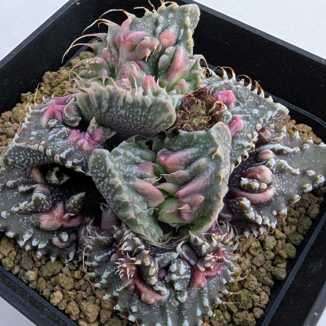 多肉植物 フォーカリア 竜神の舞×赤怒涛(実生苗です) - メルカリ