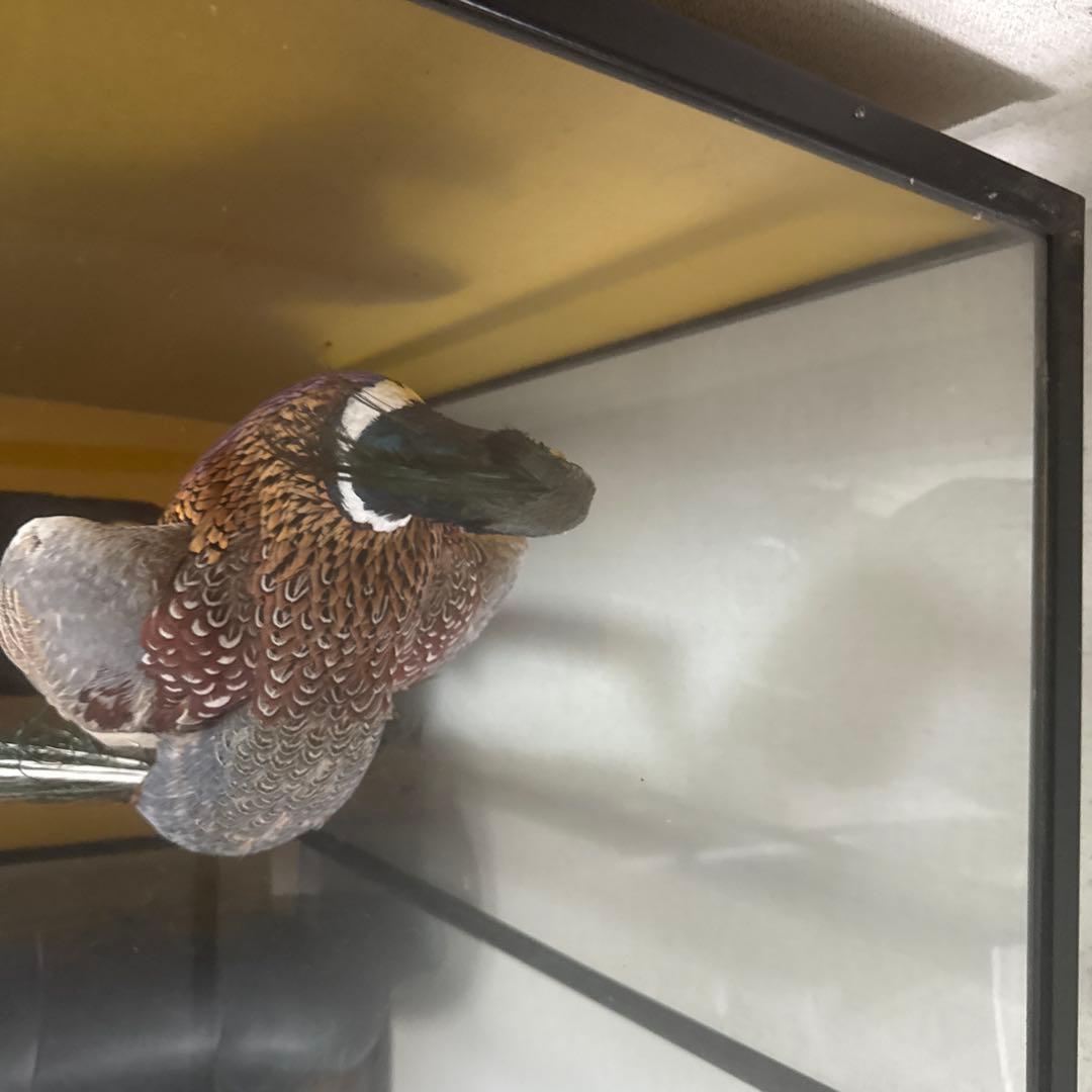 くじゃくの剥製