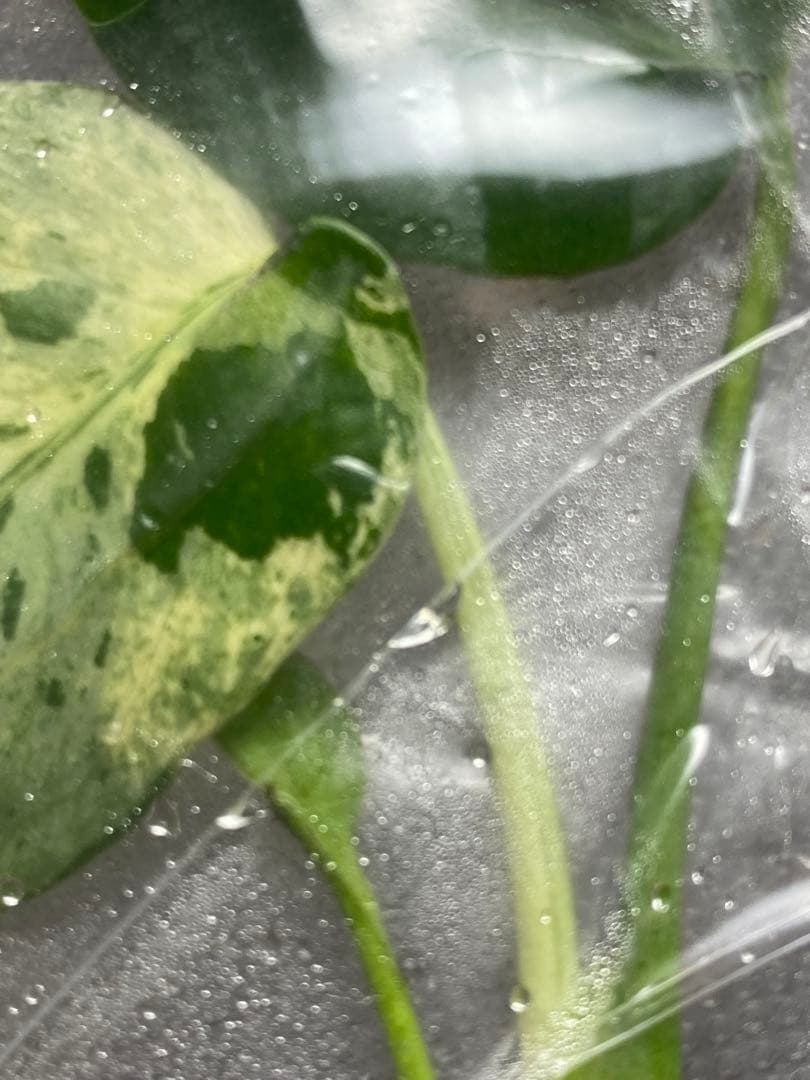 終*7様 【セール‼️】モンステラ デリシオーサ バルバソー フシギダネ