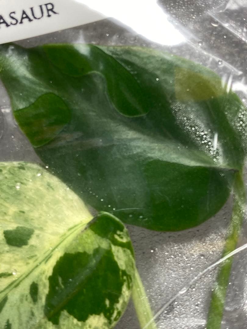 終*7様 【セール‼️】モンステラ デリシオーサ バルバソー フシギダネ