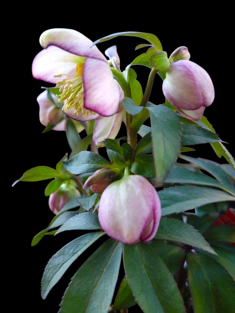 クリスマスローズ　大木ナーセリー　ムルチ系