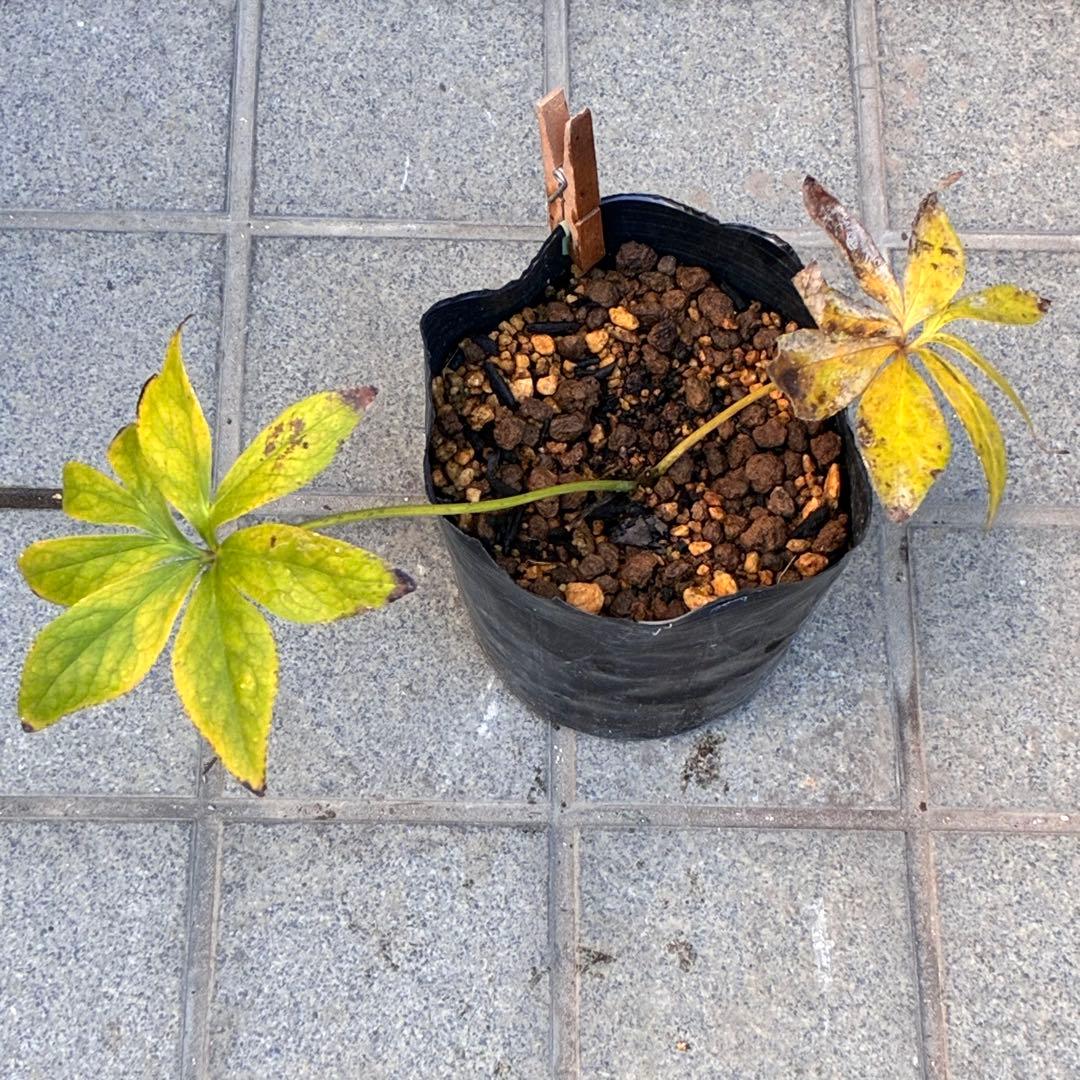 ラ*ク様 ❤️根パンパン❤️沢山新芽元気株❤️3271⭐️超コンパクト超小〜小輪