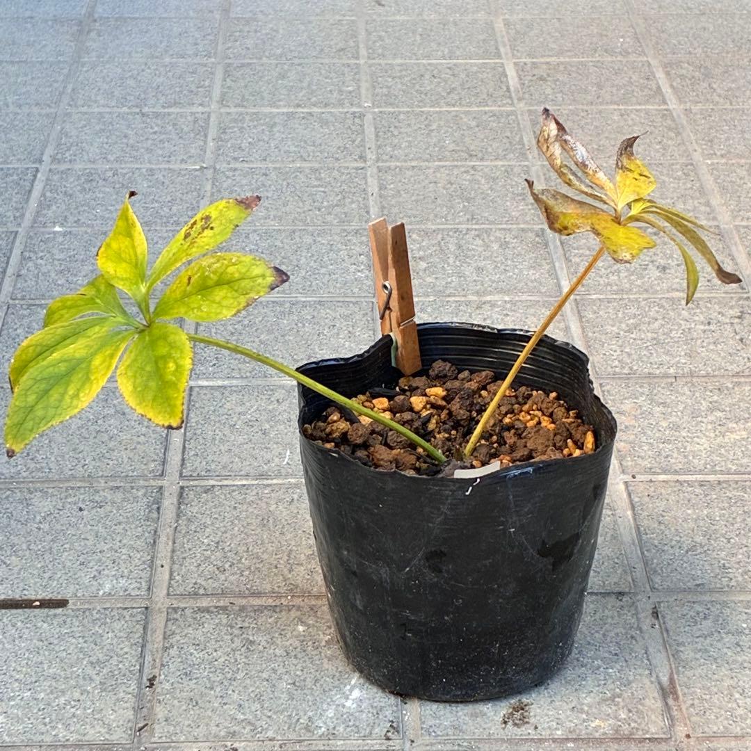 ラ*ク様 ❤️根パンパン❤️沢山新芽元気株❤️3271⭐️超コンパクト超小〜小輪