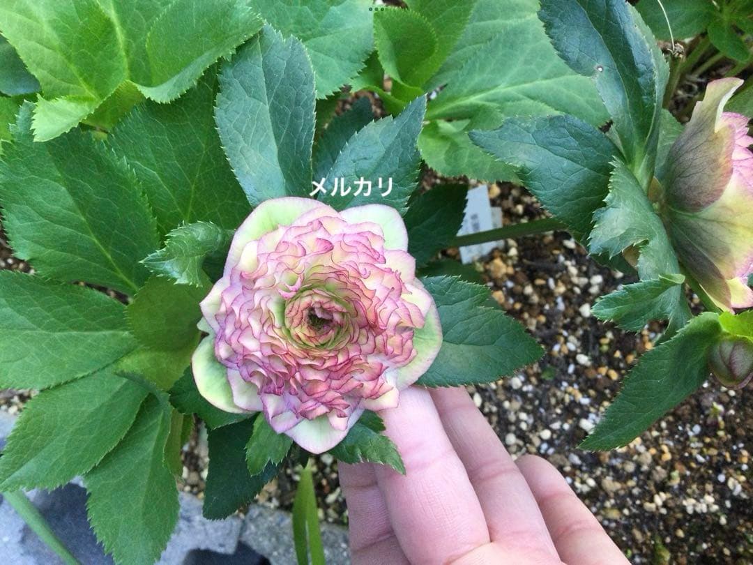 t*o様 クリスマスローズ