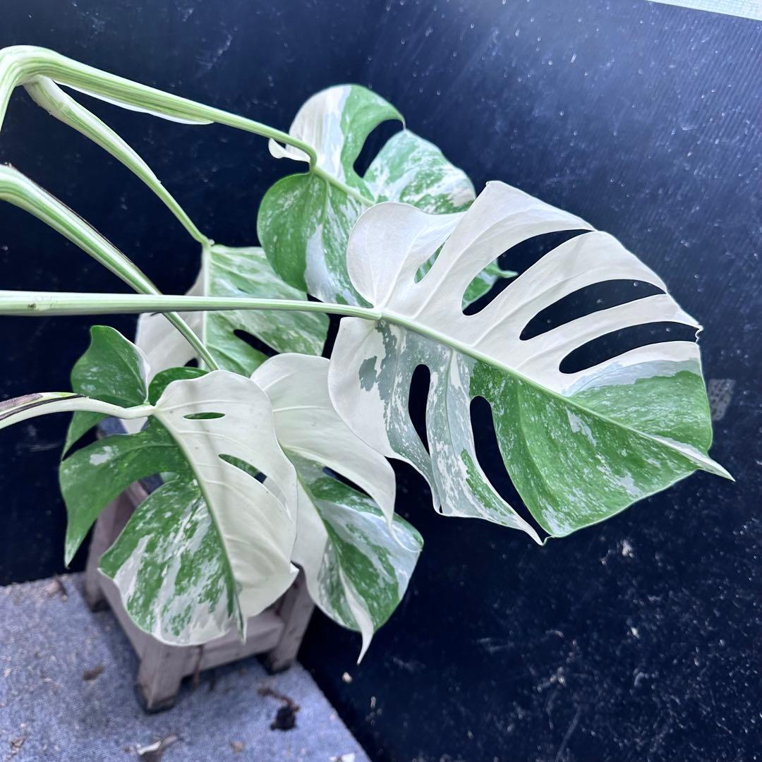 り*ー様 斑入りモンステラホワイトタイガー58cm 大型葉 極美株