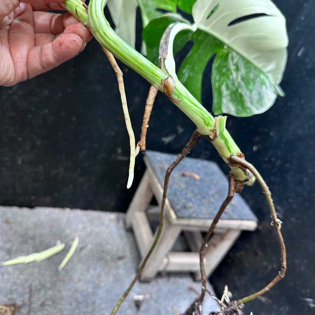 り*ー様 斑入りモンステラホワイトタイガー58cm 大型葉 極美株