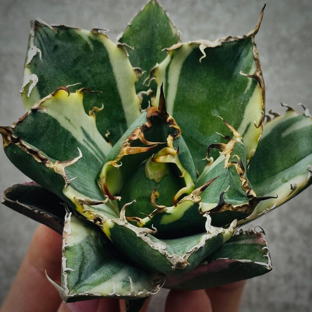 U*K様 多肉植物・アガベ・チタノタ・【特選】白鯨錦・希少株・斑入り・コレクショ