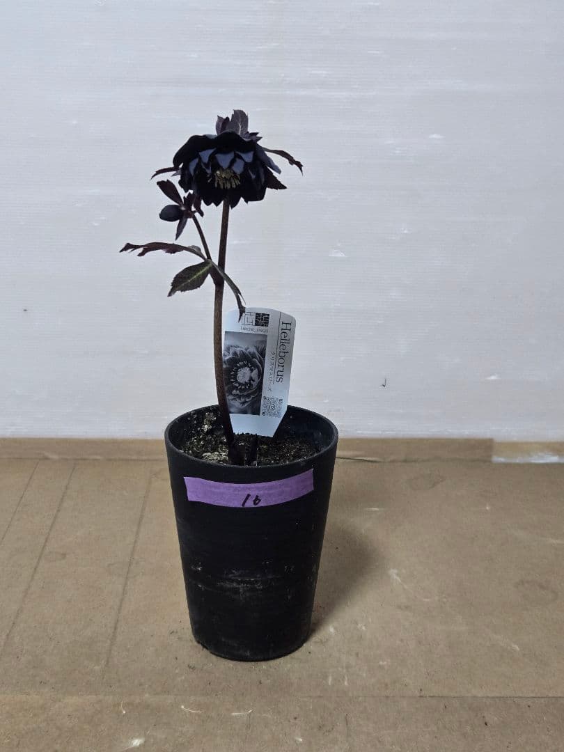 ☆広瀬園芸☆クリスマスローズ☆4.5号鉢☆ - メルカリ