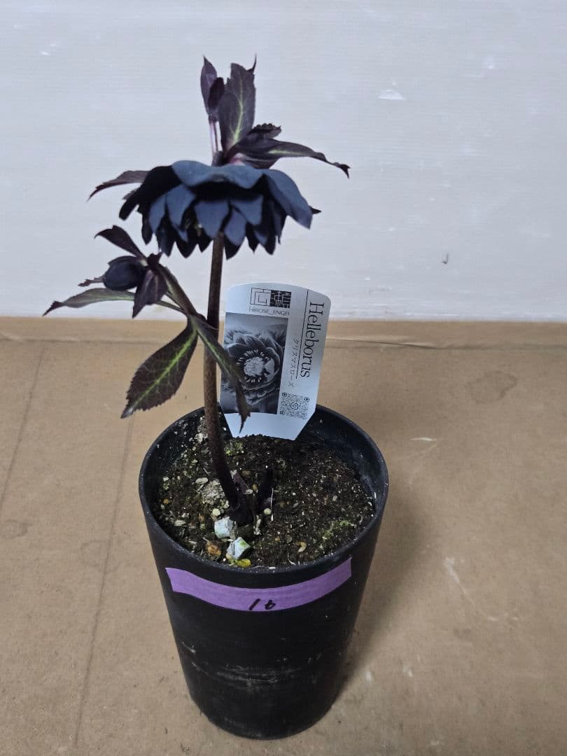 ☆広瀬園芸☆クリスマスローズ☆4.5号鉢☆ - メルカリ