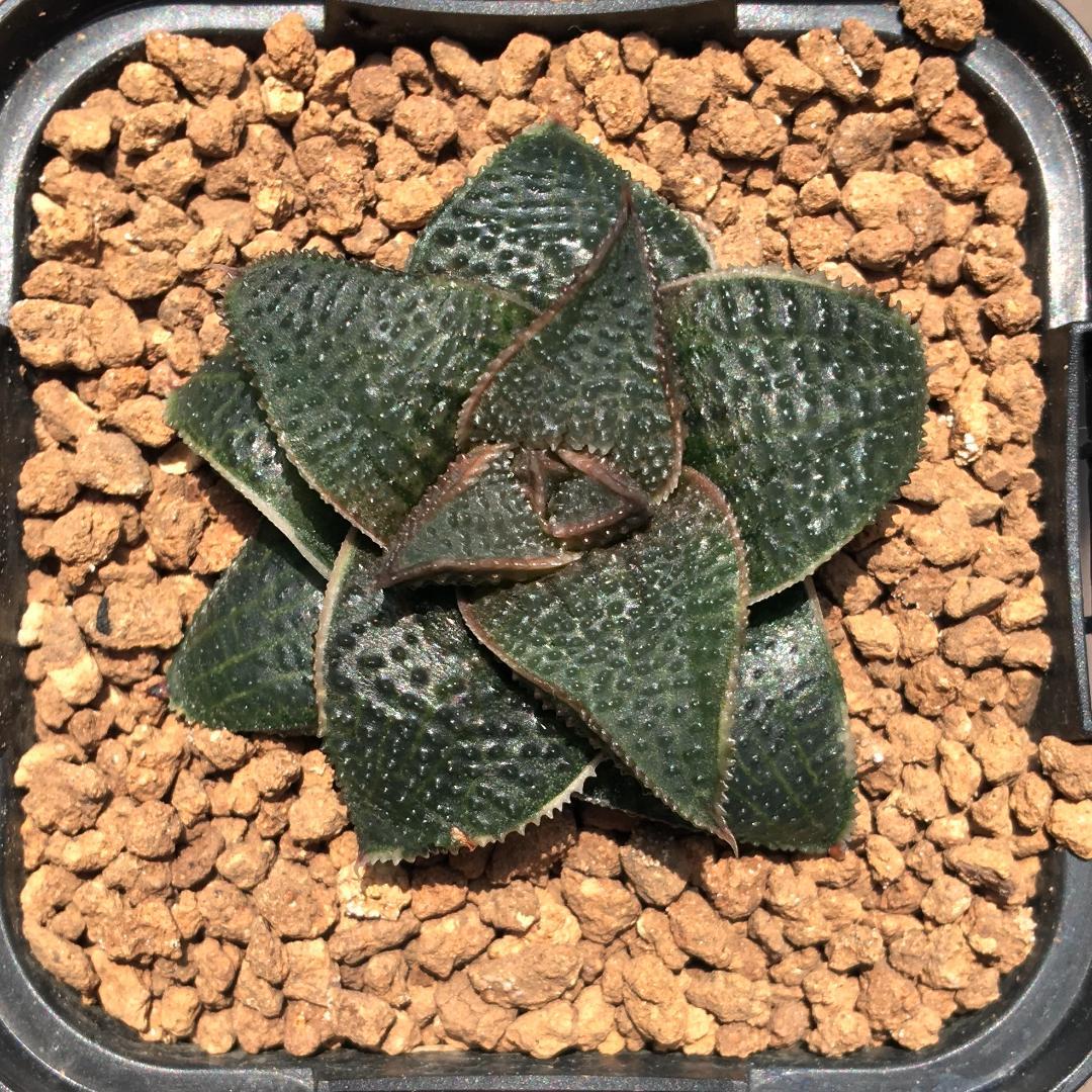 原種】 ハオルチア マクマトリー GM272 斑入り 超希少！多肉植物