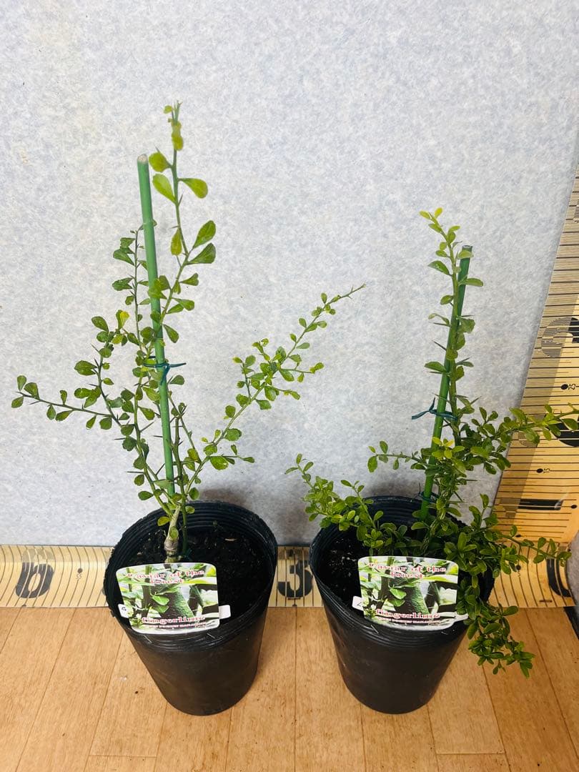 柑橘2年生 フィンガーライム接木苗／苗 まとめて3鉢 撮影品発送 - メルカリ