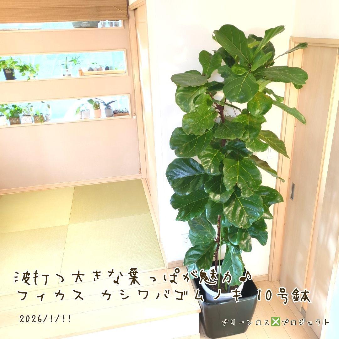 【Jonald ⚠追加有り❗️】フィカスカシワバゴムノキ10号鉢② カシワバゴムの木 10号（柏ゴム） フィカス・リラータ 観葉植物 鉢植え
