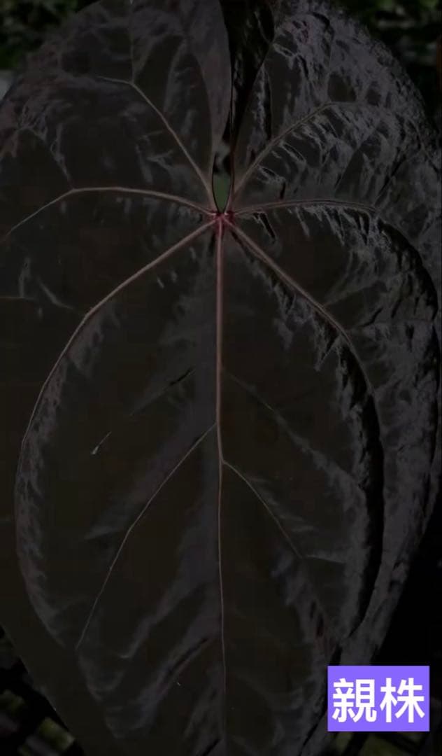 Anthurium Ace of Spades脇芽