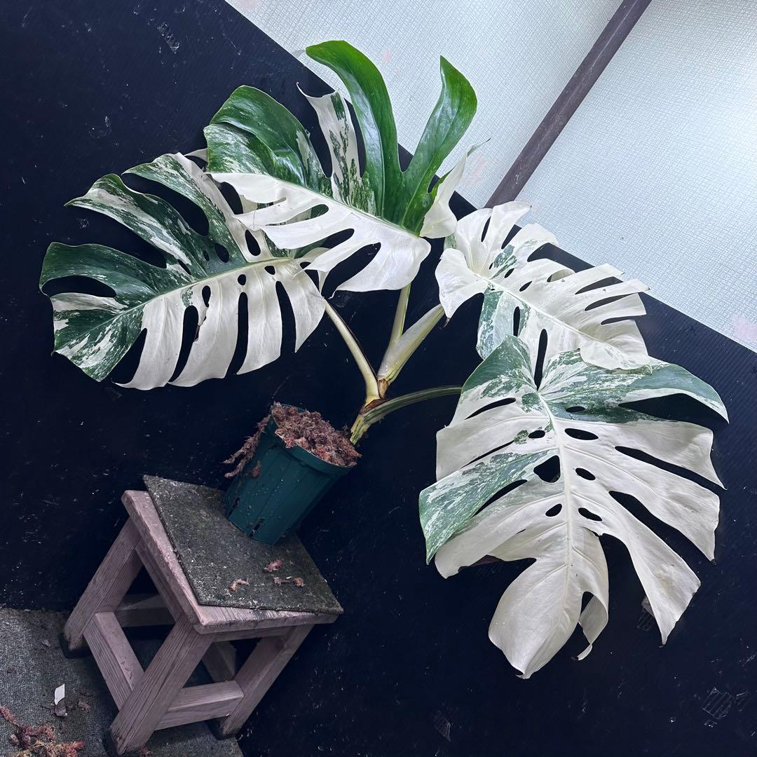 の*ん様 斑入りモンステラ ホワイトタイガー極美大株70cm白斑多 斑入りモンステラ ホワイトタイガー極美大株63cm白斑多 - メルカリ
