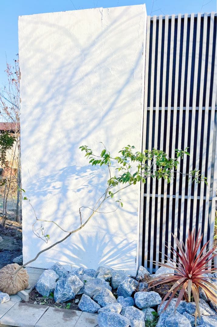 超美形。山採りソヨゴ 雄株1.4M(鉢底から)品番E - メルカリ