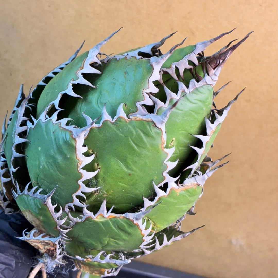 アガベ チタノタ ホリダ 極上鋸歯 陽炎狂棘 極上株 極特選品 - メルカリ