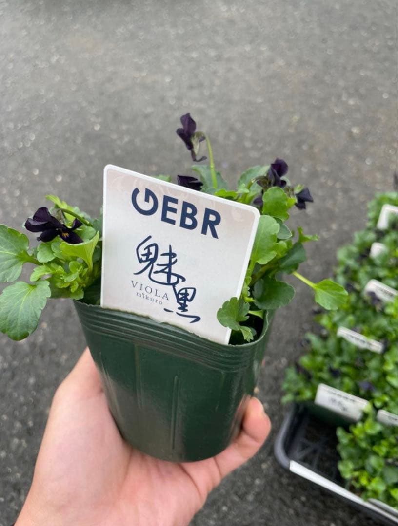 加藤農園 セミダブル 同梱可能 - メルカリ