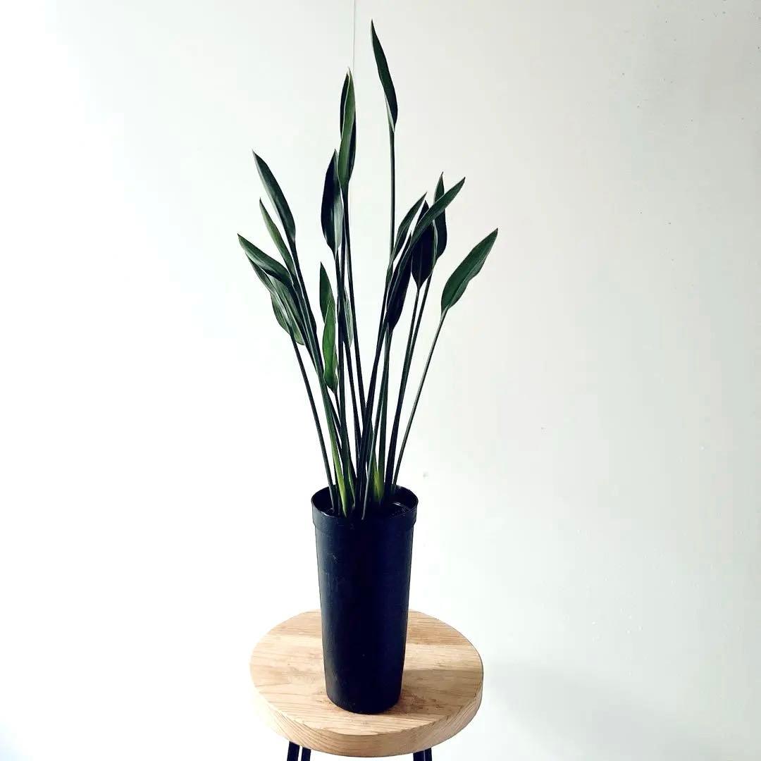 ボリューム2倍‼️2株仕立て ストレリチアノンリーフ 観葉植物 室内